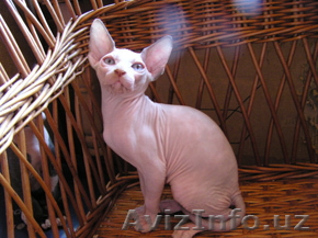 Замечательные котята канадский сфинкс Киев - Изображение #1, Объявление #673319