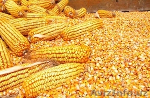 Кукуруза в Ташкенте,  Узбекистан