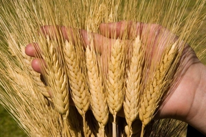 Пшеница 4 класс - Изображение #1, Объявление #1665025