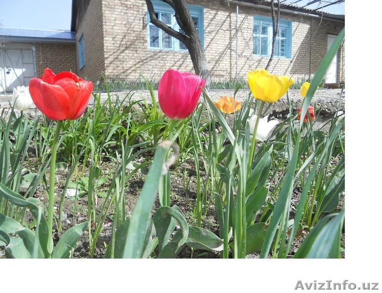 Продается дом на участке 10 соток - Изображение #2, Объявление #1298994