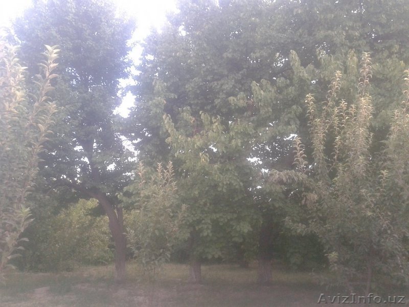 Продаыются два соеденненых дома в Бухарской области, идеален для большой семьи! - Изображение #3, Объявление #1312559