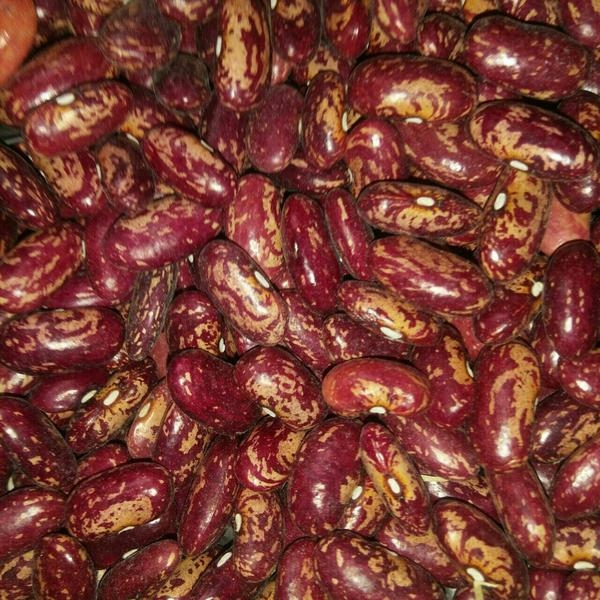 Фасоль - Изображение #2, Объявление #1663220